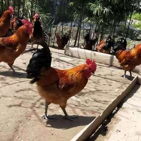 古田月子鸡（半只）