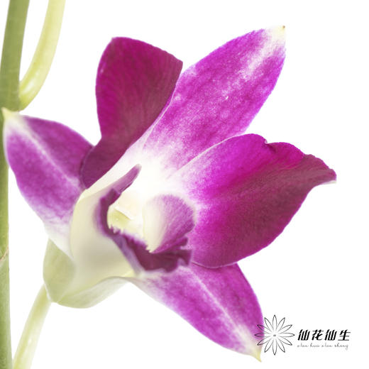 兰花 | 洋兰紫色 商品图0