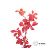 兰花 | 千代兰红色 商品缩略图3
