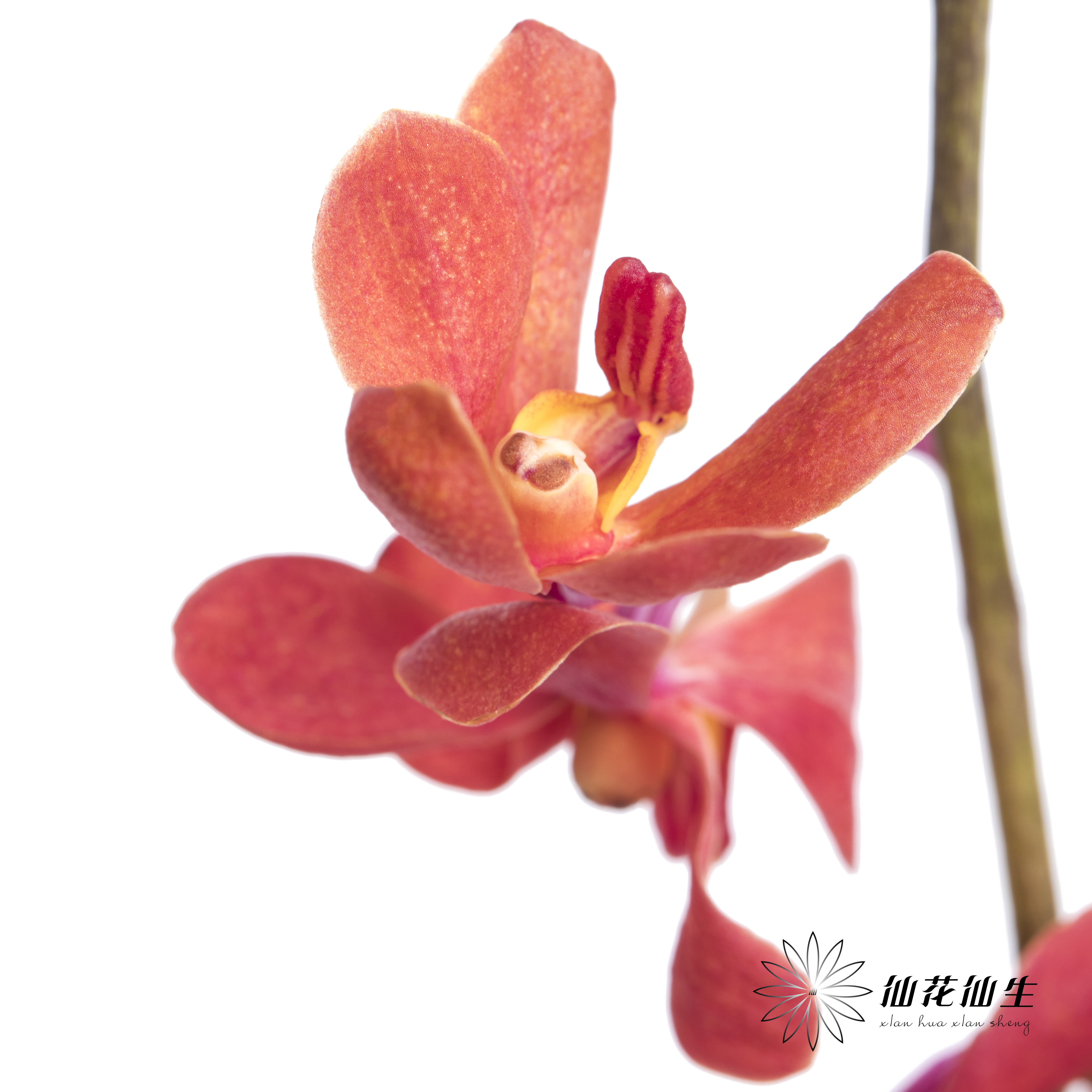 兰花 | 千代兰红色