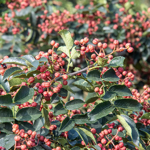 【伴酱精选】富平齐椒（花椒） |  椒香浓郁，粒大籽小，源头采摘，精挑细选 商品图3