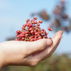 【伴酱精选】富平齐椒（花椒） |  椒香浓郁，粒大籽小，源头采摘，精挑细选 商品缩略图1