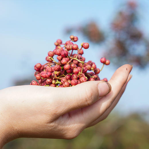 【伴酱精选】富平齐椒（花椒） |  椒香浓郁，粒大籽小，源头采摘，精挑细选 商品图1
