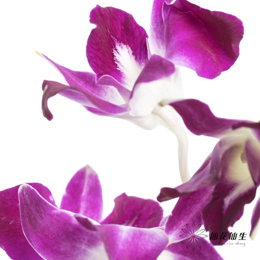 兰花 | 洋兰紫色 商品图2