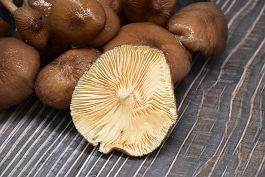 【黄平·苗疆鸡枞菌】250g 仅售省内 包邮 菌香浓郁 山珍美味 商品图1