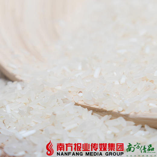 【全国包邮】七拱丝苗米  5kg /包 （72小时之内发货） 商品图1