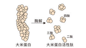  大米蛋白肽——抗疲劳试验报告 