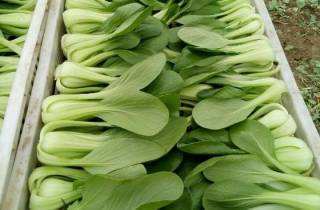 【时令蔬菜】上海青500g±20g 商品图2