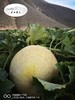护山蜜瓜，糯，软，甜8.5-9斤/10-11斤 商品缩略图1