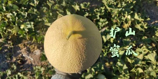 护山蜜瓜，糯，软，甜8.5-9斤/10-11斤 商品图0