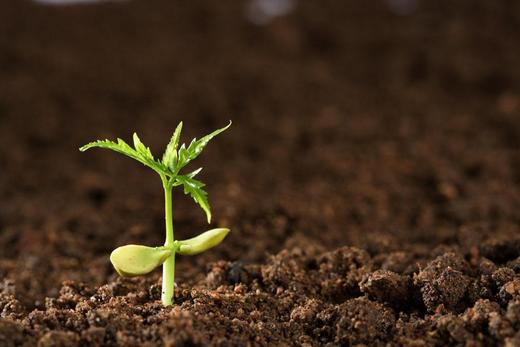 秋冬茬蔬菜定植前后管理 商品图0