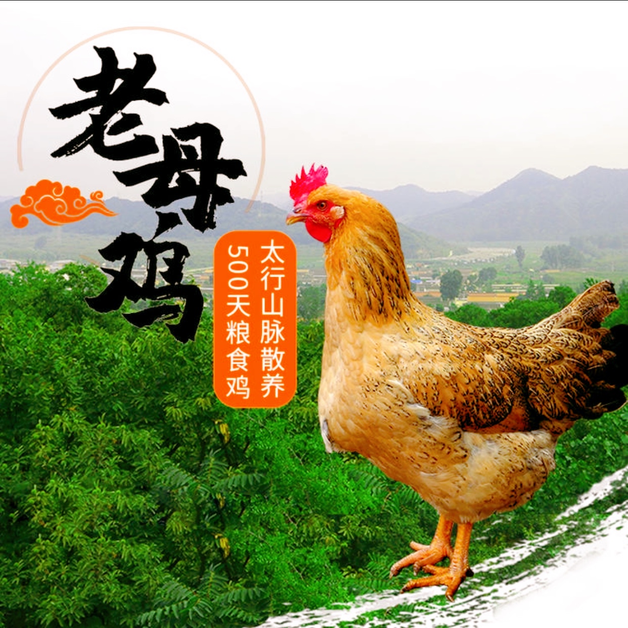 太行山500天走地老母鸡