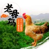 太行山500天走地老母鸡 商品缩略图0