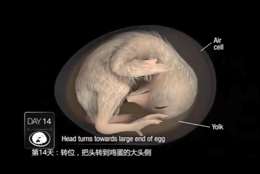 小鸡出壳前的准备