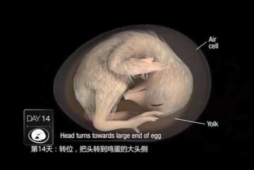 孵小鸡二期专家讲座-第18天接生准备 商品图0