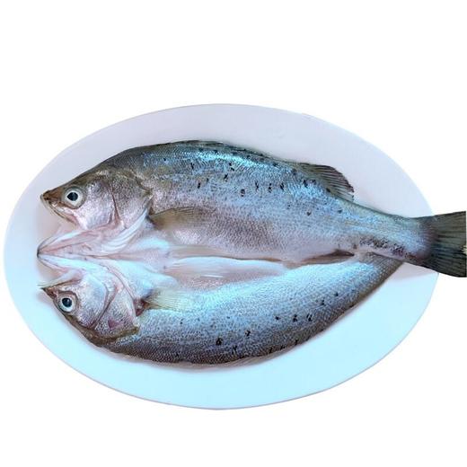 恒天海鲈鱼 商品图0