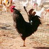农家散养柴公鸡 商品缩略图0