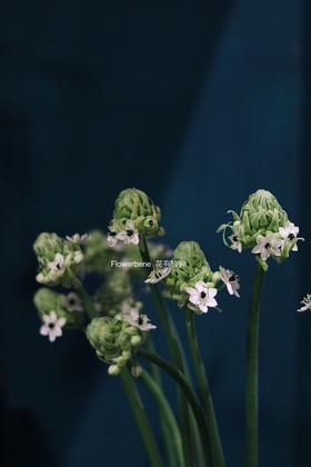 【周四团购】天鹅绒49.8元 2人拼团