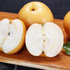 砀山圆黄梨大果5斤装 黄花梨  现摘水果梨  个大饱满  酥脆爽口 商品缩略图3