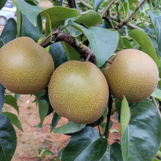 砀山圆黄梨大果5斤装 黄花梨  现摘水果梨  个大饱满  酥脆爽口 商品图6