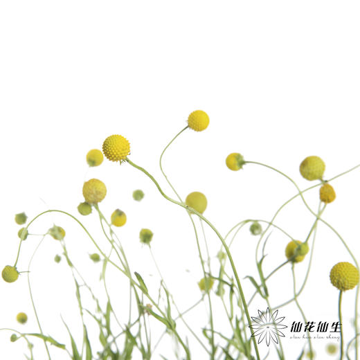 配果 | 香香果 商品图2