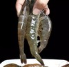 鲜活基围虾 1kg/份（次日送到） 商品缩略图0