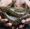 鲜活基围虾 1kg/份（次日送到） 商品缩略图1