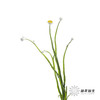 配花 | 银包菊 商品缩略图2