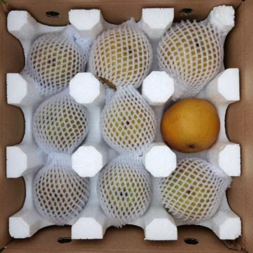 砀山圆黄梨大果5斤装 黄花梨  现摘水果梨  个大饱满  酥脆爽口 商品图7