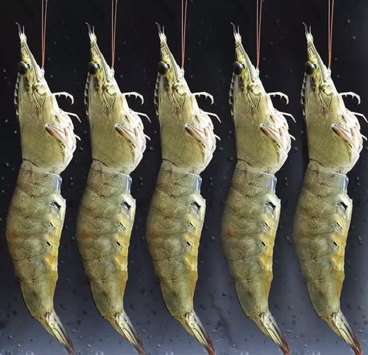 鲜活基围虾 1kg/份（次日送到） 商品图2