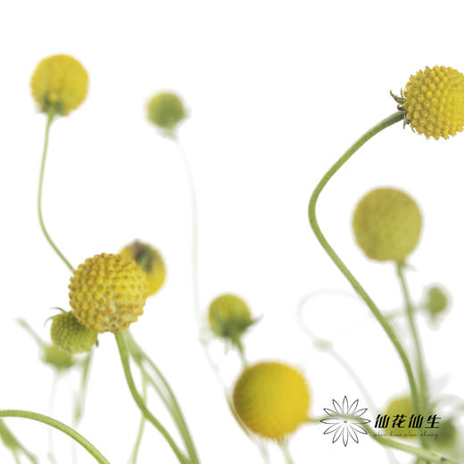 配果 | 香香果 商品图0