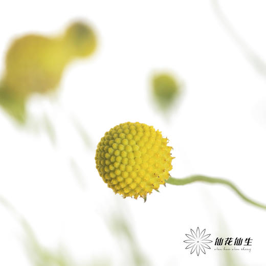 配果 | 香香果 商品图1