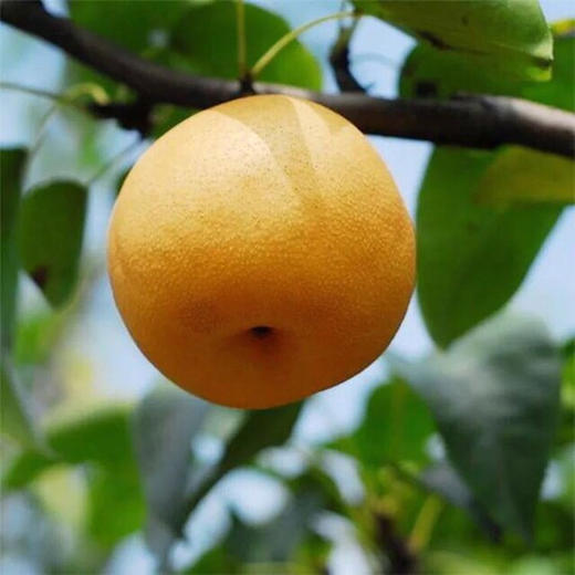 砀山圆黄梨大果5斤装 黄花梨  现摘水果梨  个大饱满  酥脆爽口 商品图2