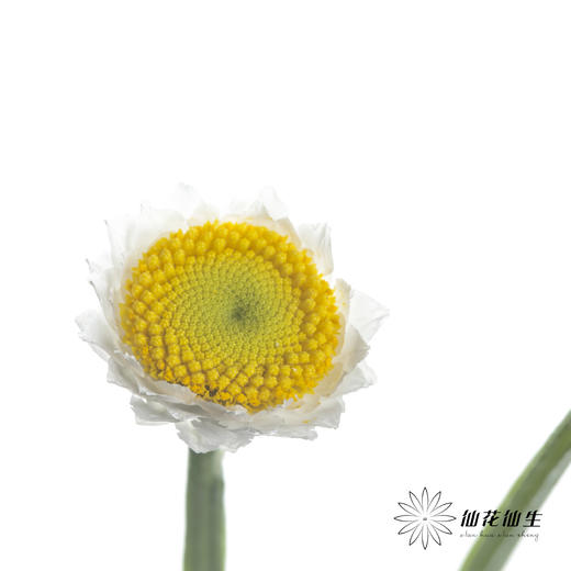 配花 | 银包菊 商品图1