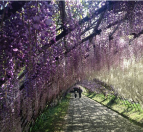 河内藤园 实体票（福冈机场国际线柜台领取）12pm-14pm/Kawachi Wisteria Garden （Pick Up at FUK airport ）12pm-14pm Ticket