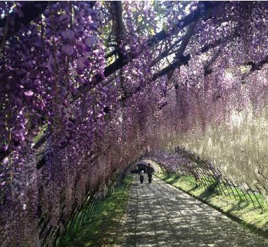 河内藤园 实体票（福冈机场国际线柜台领取）12pm-14pm/Kawachi Wisteria Garden （Pick Up at FUK airport ）12pm-14pm Ticket 商品图0