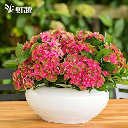 大花绣球"花火" 1加仑盆栽苗