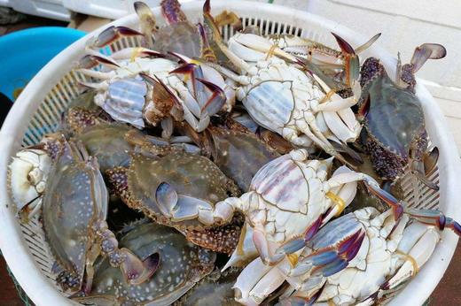 预售!8.11发货!鲜活东海野生梭子蟹3斤装,到港顺丰包邮直发!