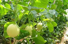 秋茬蔬菜如何浇空水