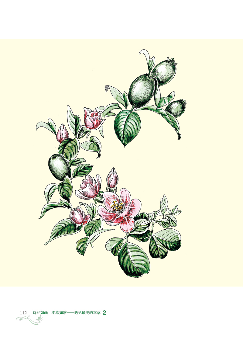 4样张9787513258333遇见最美的本草2.jpg