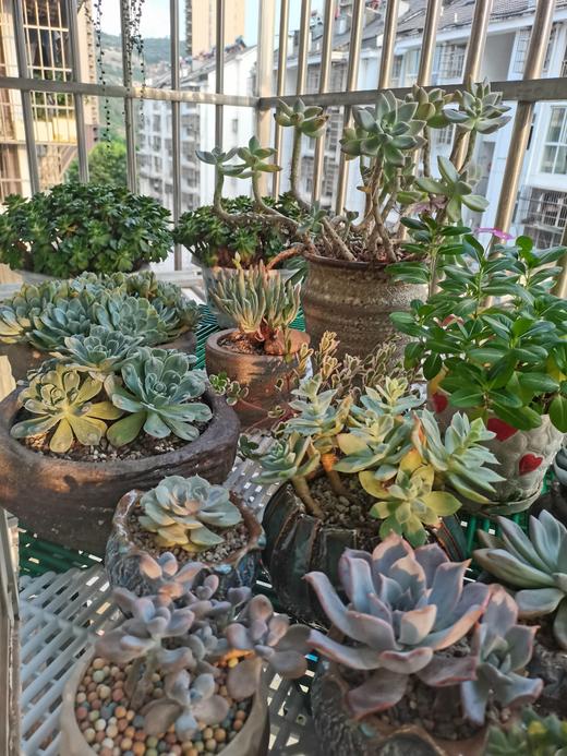 爱生活爱多肉爱阳台 商品图0