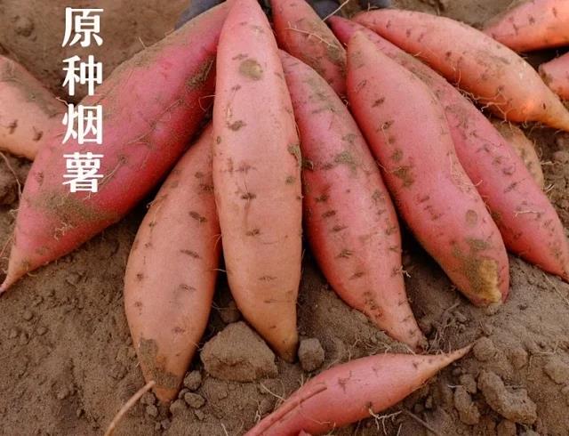 原种烟薯