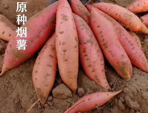 原种烟薯 商品图0