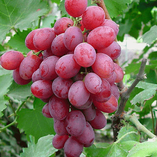 慕斯卡香水葡萄 商品图1