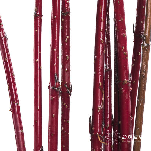 叶材 | 红瑞木 商品图0