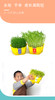 植物观察水培种植盆栽芽苗菜发芽生长 幼儿园小学生儿童科学实验 商品缩略图4