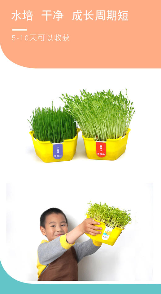 植物观察水培种植盆栽芽苗菜发芽生长 幼儿园小学生儿童科学实验 商品图4