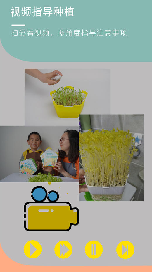 植物观察水培种植盆栽芽苗菜发芽生长 幼儿园小学生儿童科学实验 商品图3