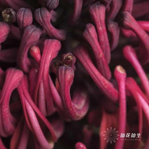 配花 | 海神花 商品图3