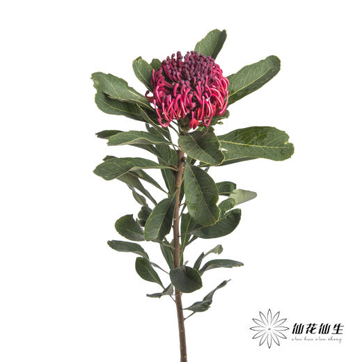 配花 | 海神花 商品图4